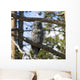 Great Grey Owl in Yellowstone National Park Wall Mural