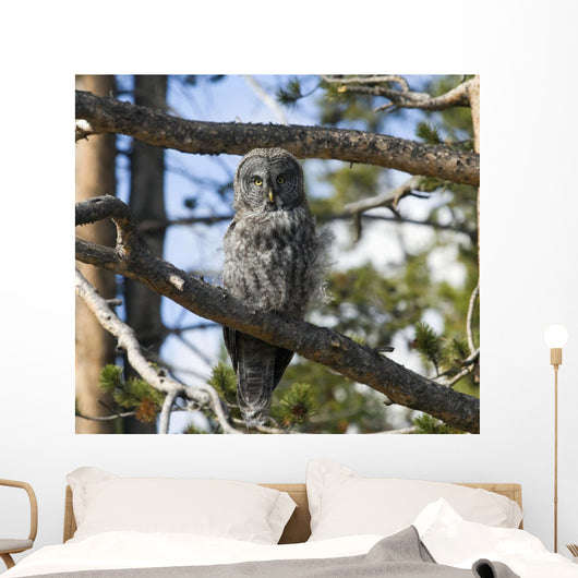 Great Grey Owl in Yellowstone National Park Wall Mural