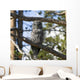 Great Grey Owl in Yellowstone National Park Wall Mural