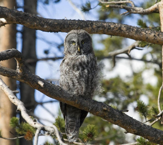 Great Grey Owl in Yellowstone National Park Wall Mural