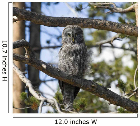 Great Grey Owl in Yellowstone National Park Wall Mural