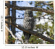 Great Grey Owl in Yellowstone National Park Wall Mural