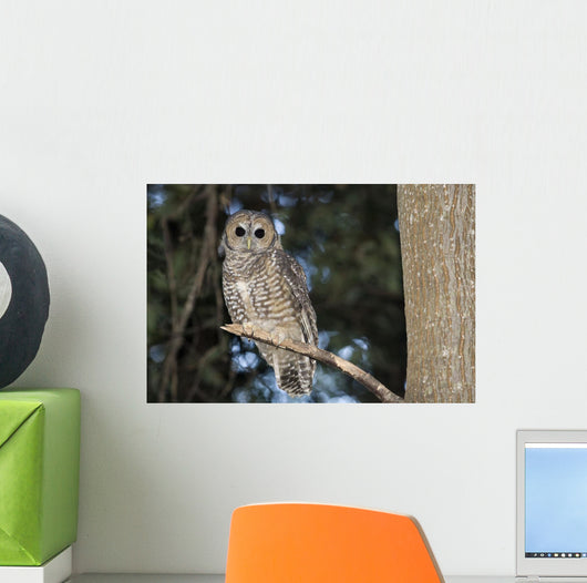 Spotted Wood Owl in an old growth redwood forest Wall Mural