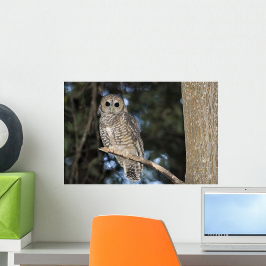 Spotted Wood Owl in an old growth redwood forest Wall Mural