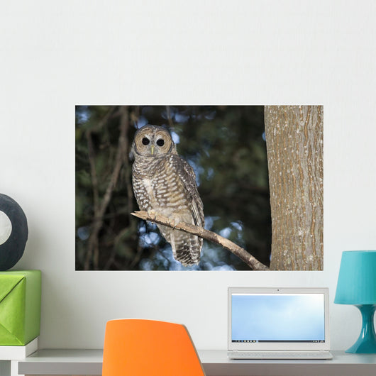 Spotted Wood Owl in an old growth redwood forest Wall Mural