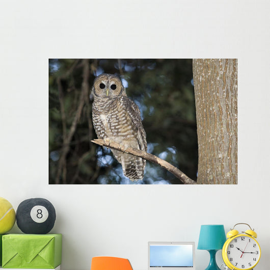 Spotted Wood Owl in an old growth redwood forest Wall Mural