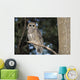 Spotted Wood Owl in an old growth redwood forest Wall Mural