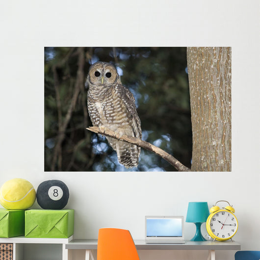 Spotted Wood Owl in an old growth redwood forest Wall Mural