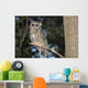Spotted Wood Owl in an old growth redwood forest Wall Mural