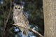 Spotted Wood Owl in an old growth redwood forest Wall Mural