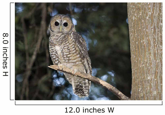 Spotted Wood Owl in an old growth redwood forest Wall Mural