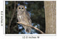 Spotted Wood Owl in an old growth redwood forest Wall Mural