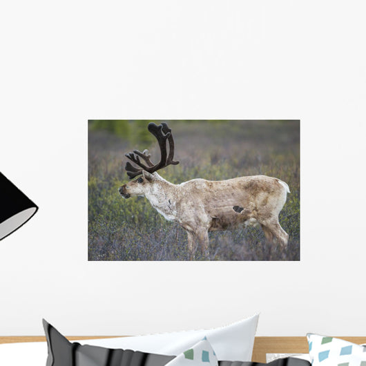A deer in Denali National Park Wall Mural