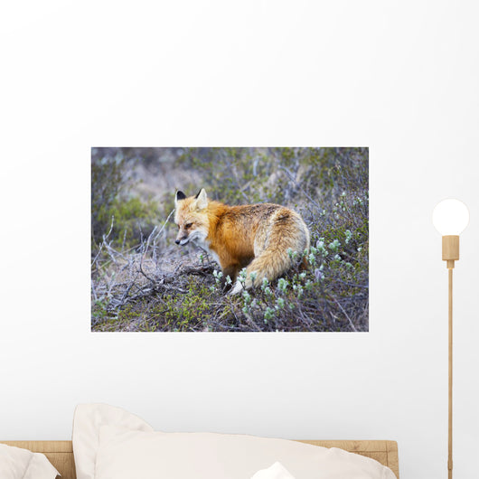 A fox in Denali National Park Wall Mural