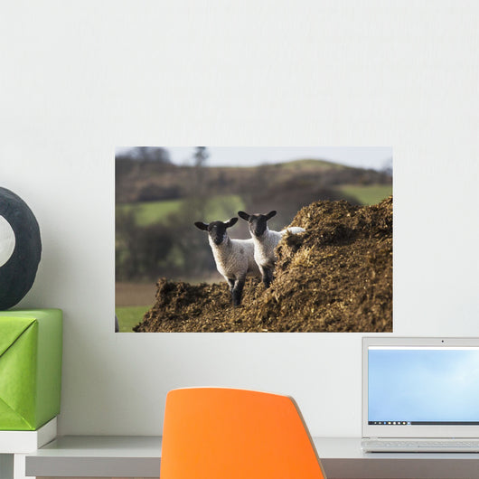 Two sheep standing together looking at the camera Wall Mural