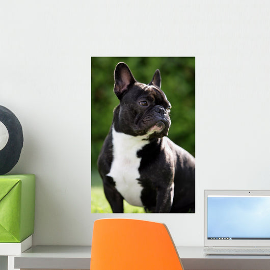 French Bulldog Wall Mural