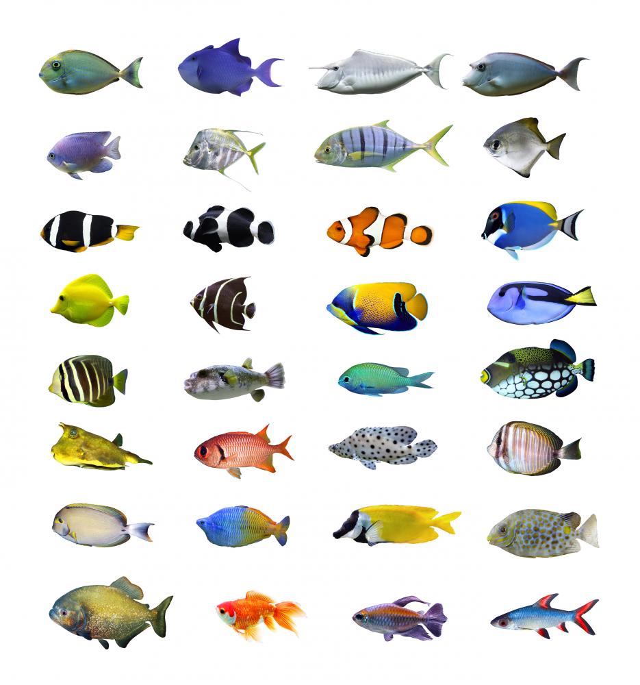 Great Tropical Fish Collection – Wallmonkeys