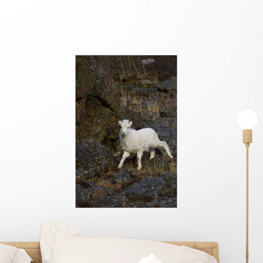 A young bighorn sheep standing among rocks and grass Wall Mural