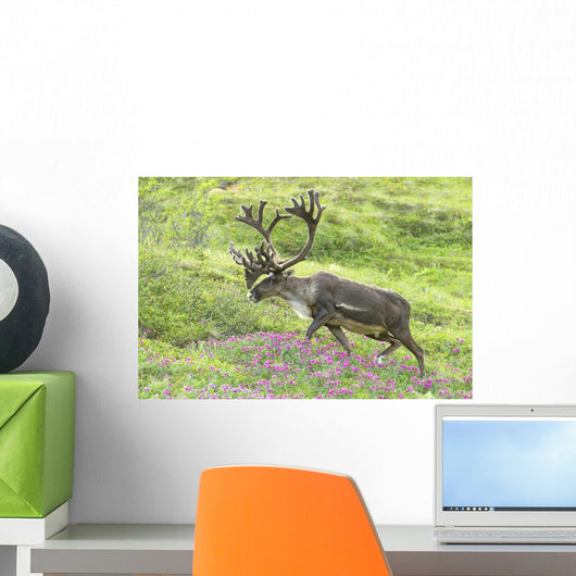 Adult male Caribou on hillside with wildflowers in the foreground Wall Mural