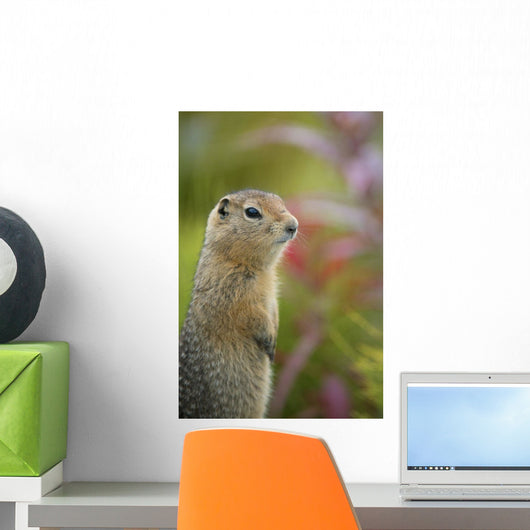 Arctic Ground Squirrel, Alaska Wall Mural