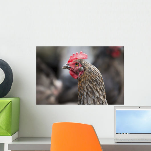 A blue americauna hen at a farm Wall Mural