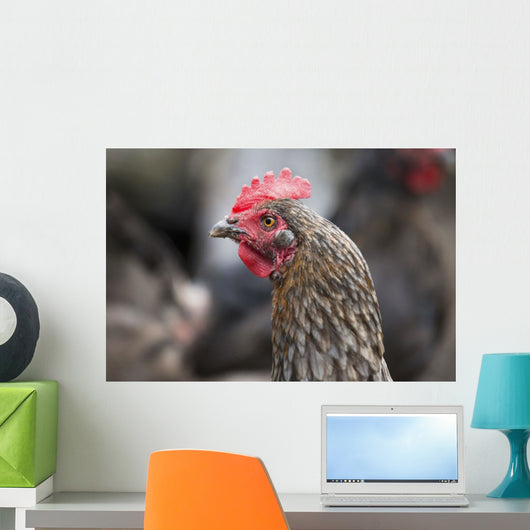A blue americauna hen at a farm Wall Mural