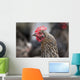 A blue americauna hen at a farm Wall Mural