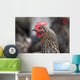 A blue americauna hen at a farm Wall Mural