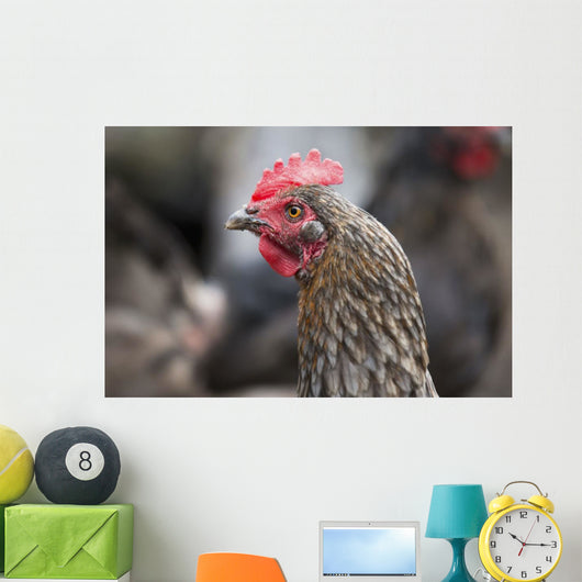 A blue americauna hen at a farm Wall Mural