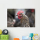 A blue americauna hen at a farm Wall Mural