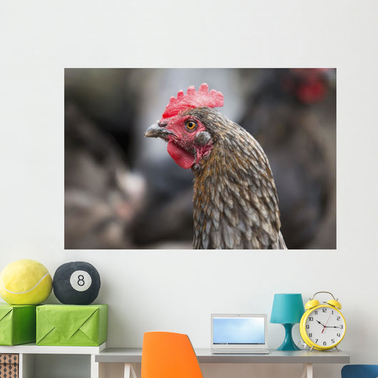 A blue americauna hen at a farm Wall Mural