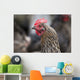 A blue americauna hen at a farm Wall Mural