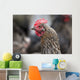 A blue americauna hen at a farm Wall Mural