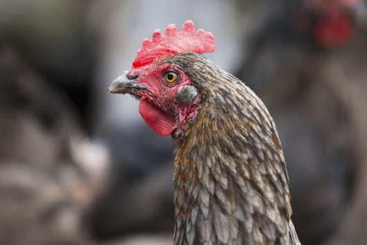 A blue americauna hen at a farm Wall Mural