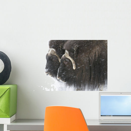 A pair of captive muskox cows stand Wall Mural