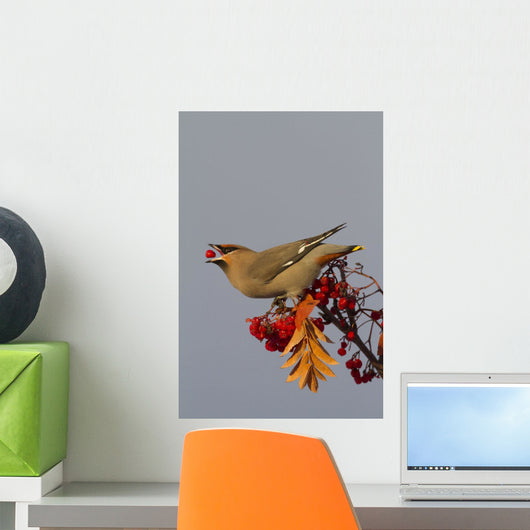 Bohemian Waxwing perches to eat Wall Mural
