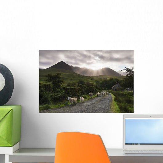 Sheep walking along a road early Wall Mural
