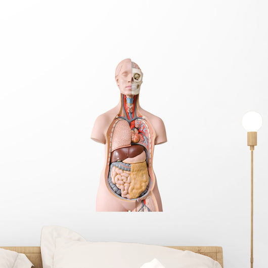 Human Anatomy Mannequin Wall Decal
