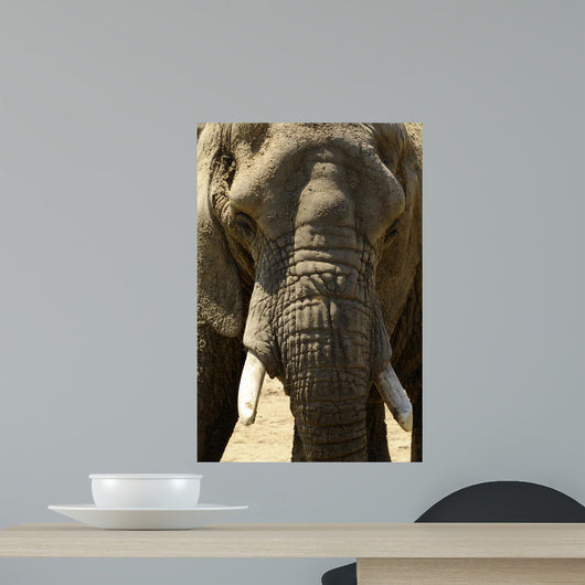 Face Dlphant Elephant Front