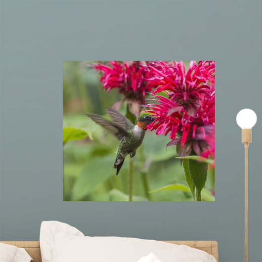 A hummingbird hovers by a bright pink blossoming flower Wall Mural