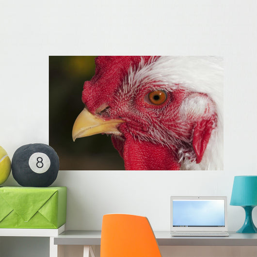 A rooster shows his best side Wall Mural