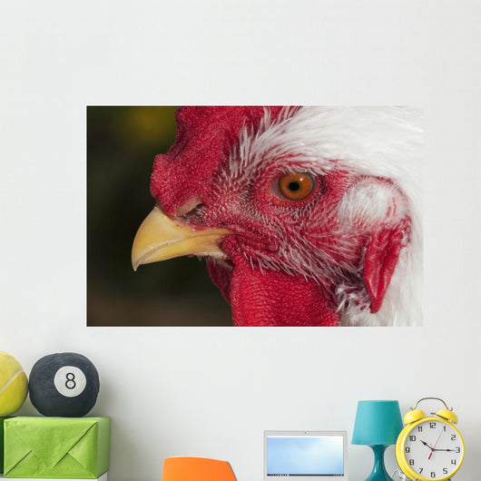 A rooster shows his best side Wall Mural