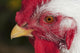 A rooster shows his best side Wall Mural
