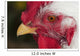 A rooster shows his best side Wall Mural