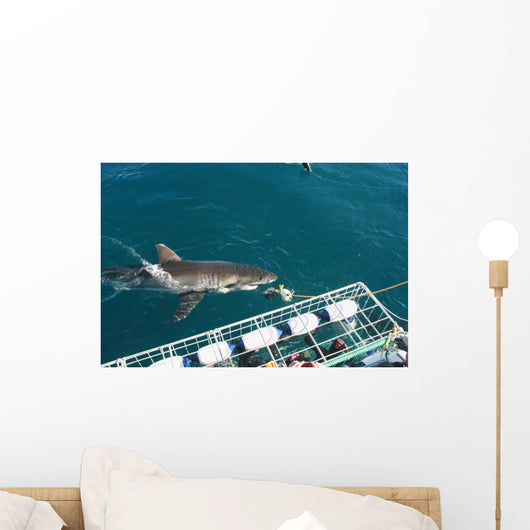 requin blanc Wall Mural