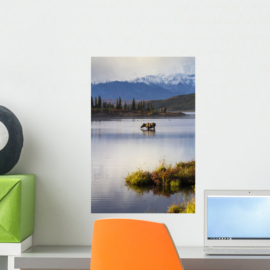 A cow moose stands Wall Mural