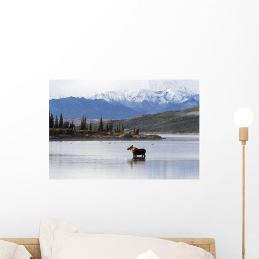 A cow moose stands Wall Mural