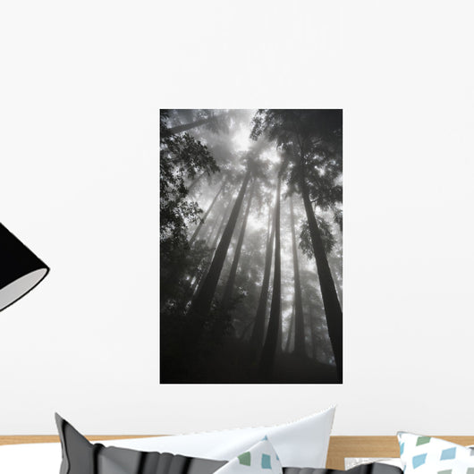 Low angle view of tree tops in the fog Wall Mural