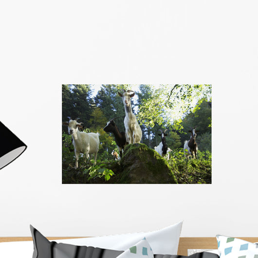 Goats near St Ulrich, Black Forest Wall Mural