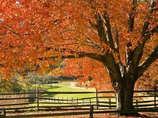 Colorful Maple Wall Decal
